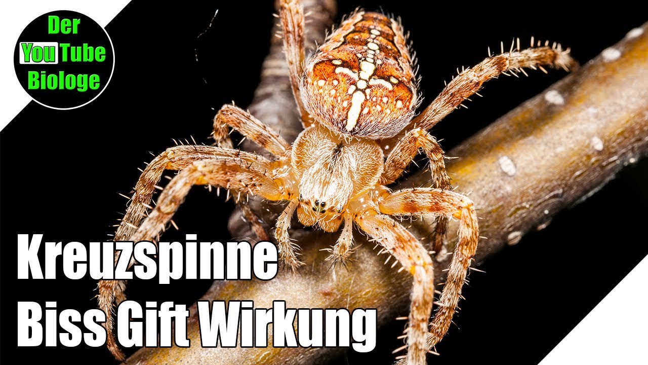Kreuzspinne &ndash; gef&auml;hrlich?