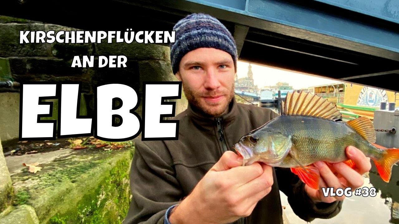 Im Winter auf Barsch am Bootsanleger | Kirschenpflücken an der Elbe in Dresden Teil 1 | Vlog #38