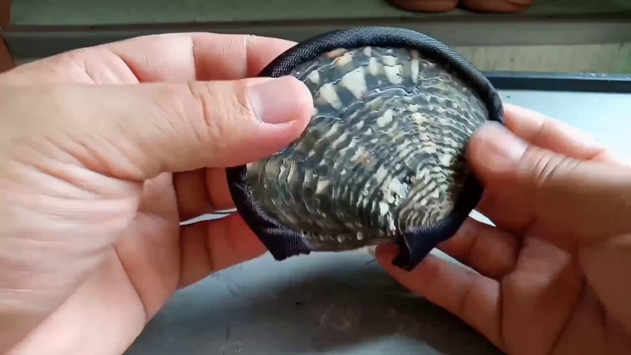 How to make a seashell purse..