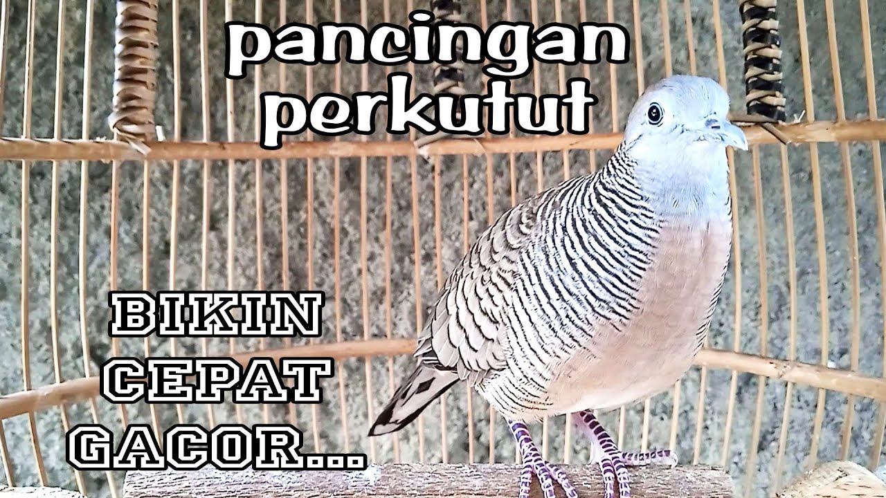 Pancingan Perkutut Bikin Cepat Gacor