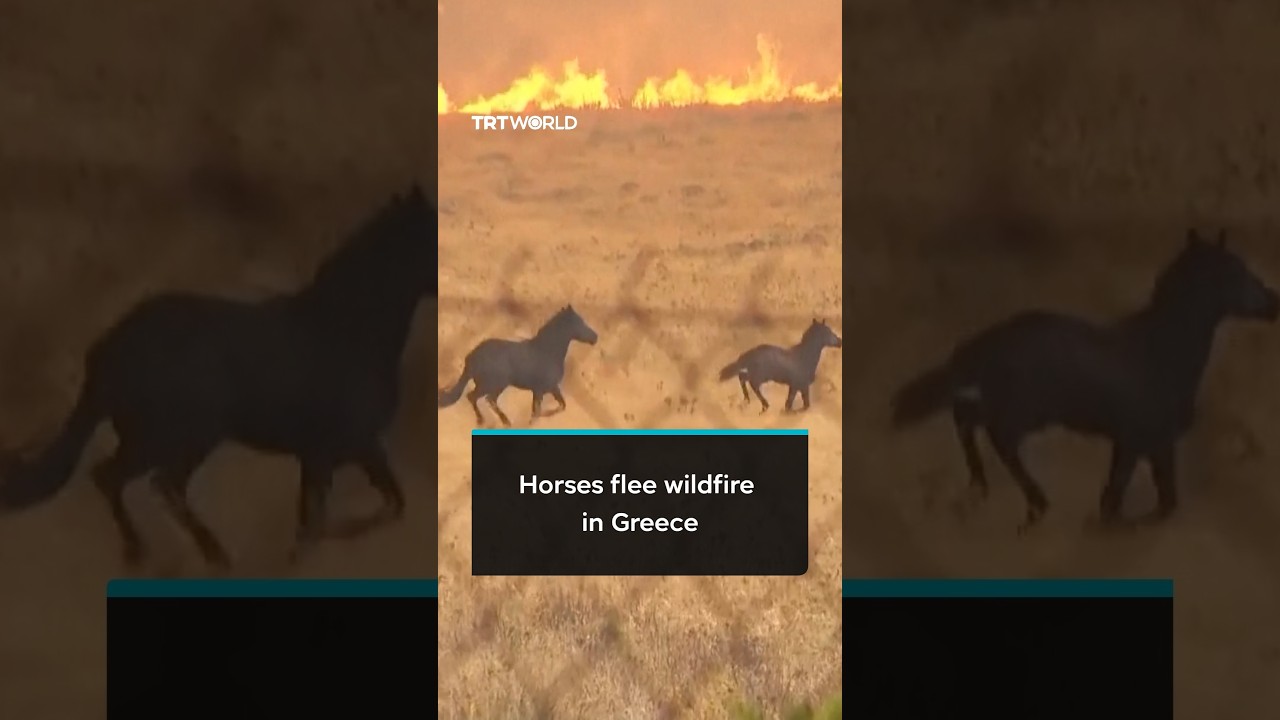 Horses flee advancing wildfire northwest of Athens in Greece