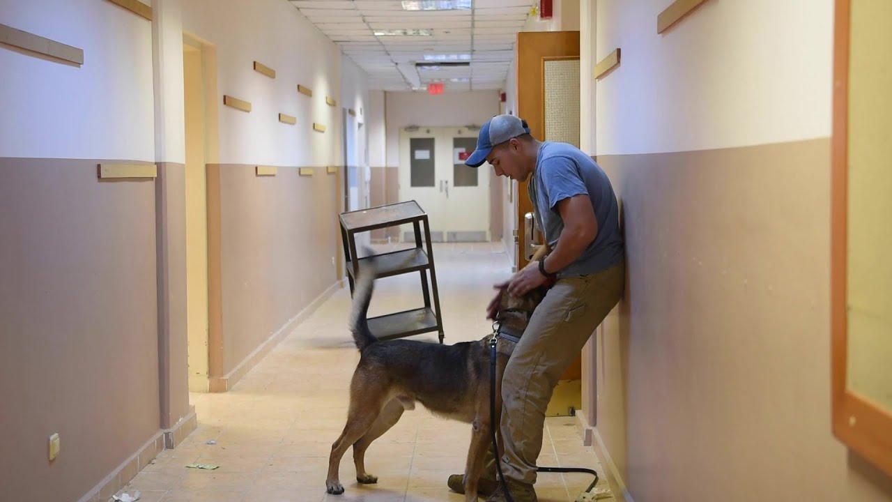 Military Working Dogs: A Day in the Life
