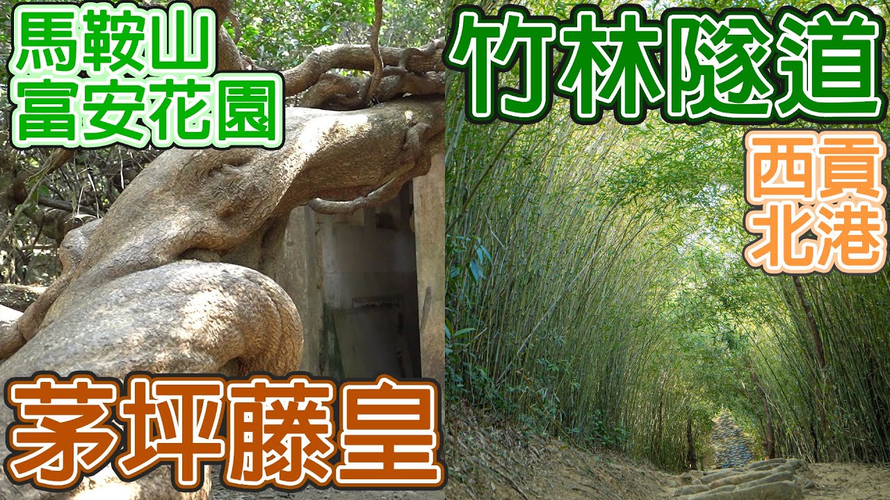 茅坪藤皇 竹林隧道  梅了林路 馬鞍山富安花園去西貢北港