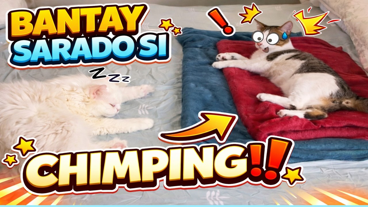 Bantay Sarado Si Chimping #funnycats #cat #animals