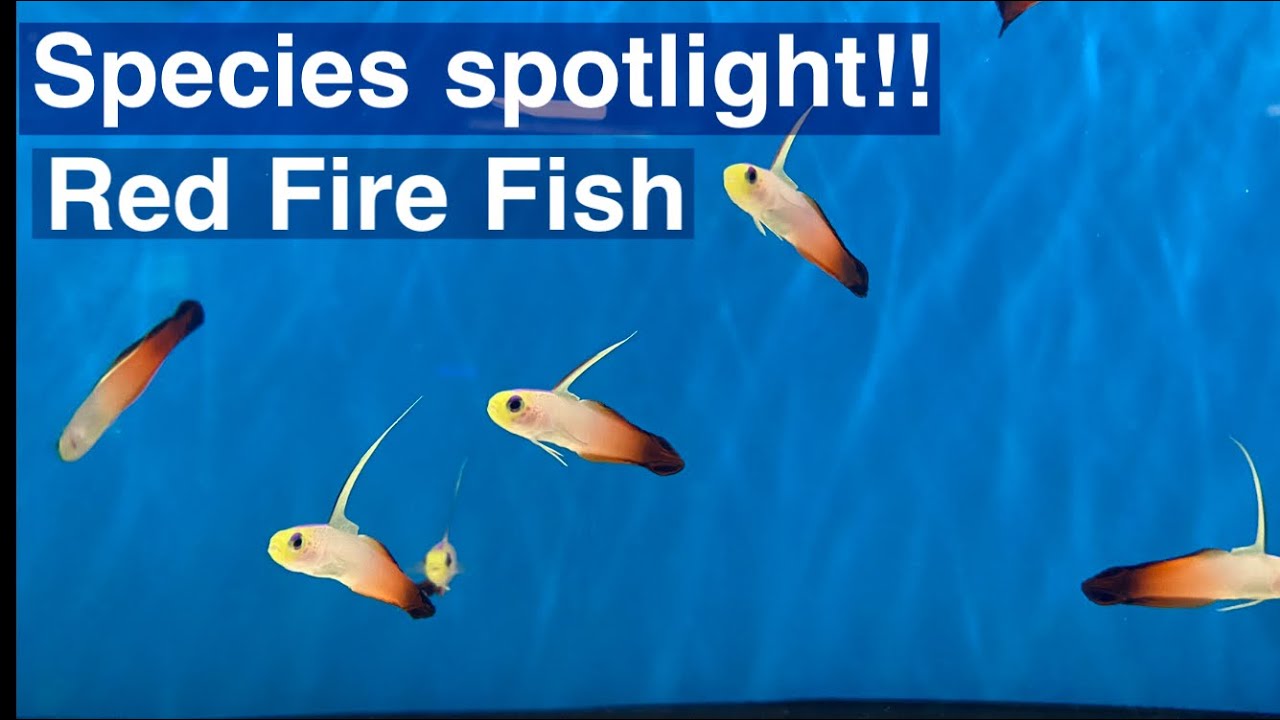 Species spotlight! Red fire fish 🐠 🐟