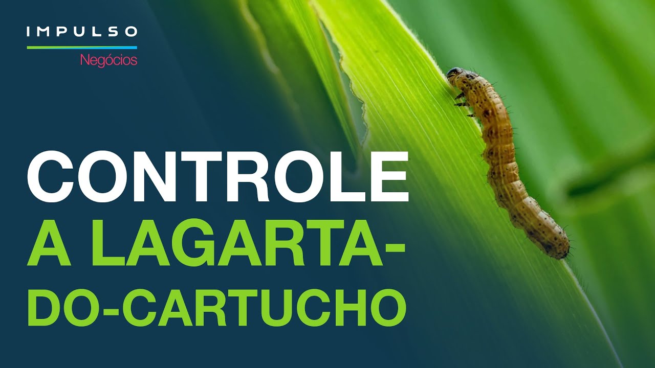 Proteja o milho contra a lagarta-do-cartucho | Impulso Negócios EP. 113