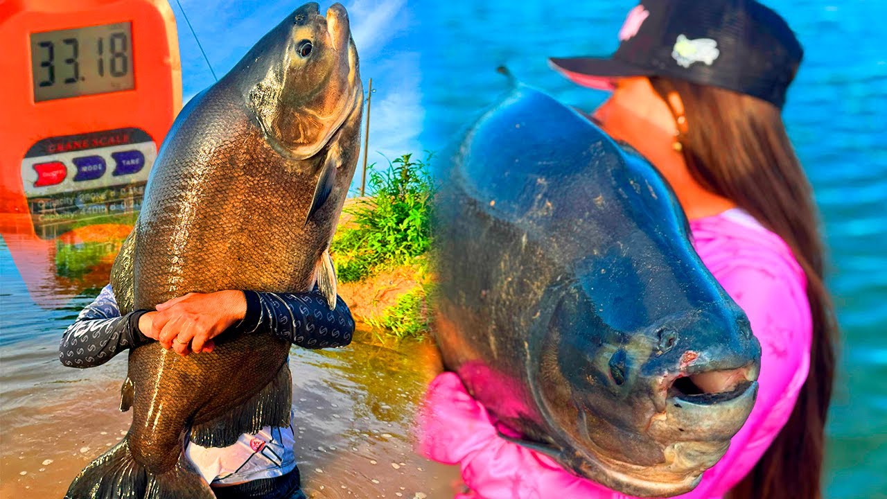 MÉDIA ABSURDA E TRINTADA COM MUITA INSISTÊNCIA NA FAZENDA PACU