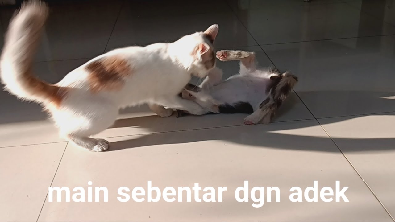 Kucing Milky bermain bersamaa adik adik