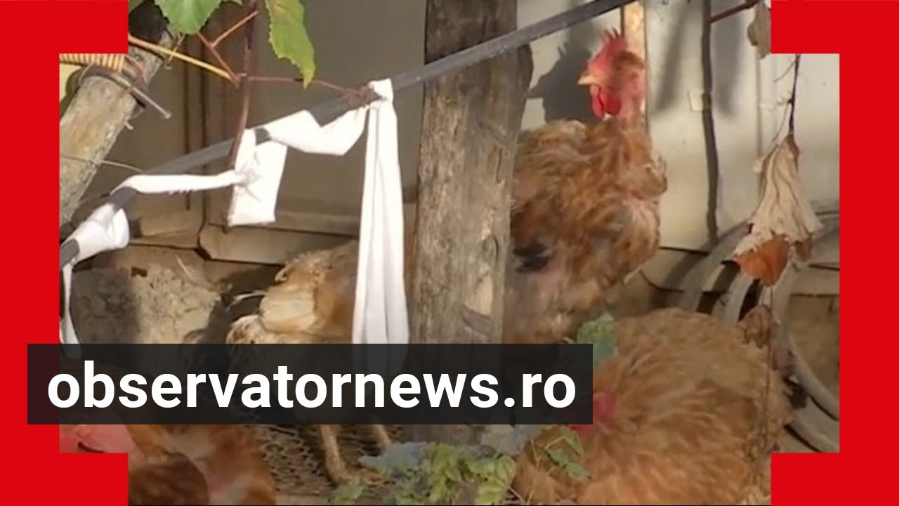 Cotețele de lângă blocuri. Oamenii cresc găini și porci la oraș, în Bumbești-Jiu