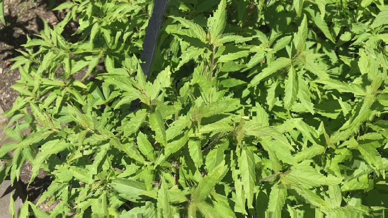 Chinese Mint Shrub Elsholtzia stauntonii