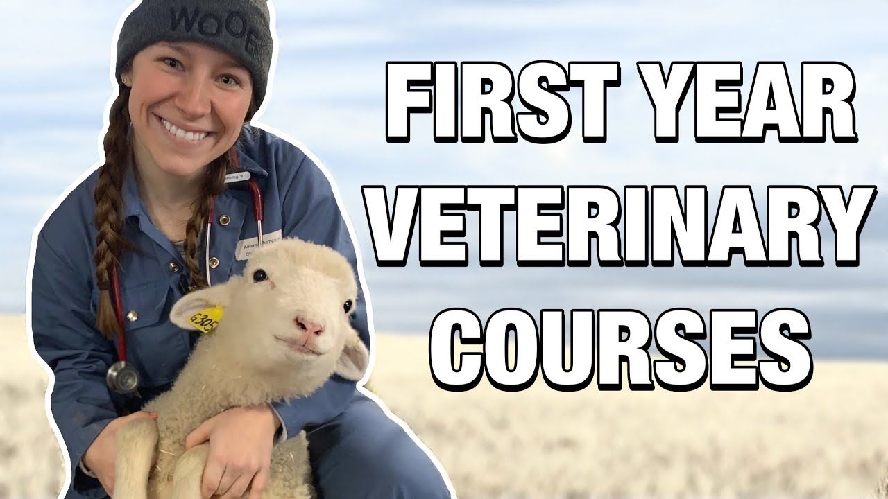 FIRST YEAR VETERINARY SCHOOL COURSES: what courses I took as a first year vet student!