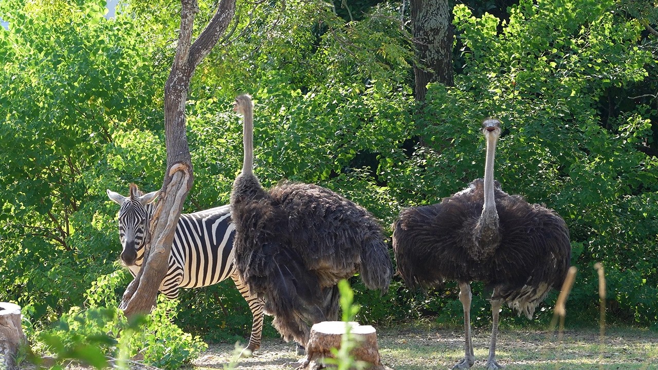 Zebra & Ostrich  20250815／Toyohashi Zoo & Botanical Park（non_hoi_park）／4K