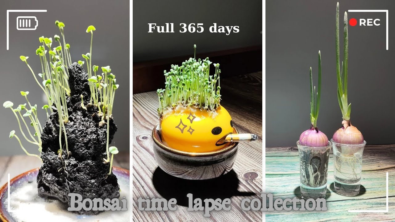 Full 365 days: 
