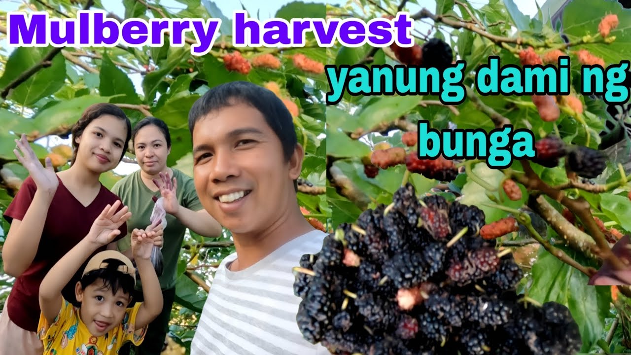 Pinagtulungan namin ang pagharvest Ng mulberry yanung dami ng bunga
