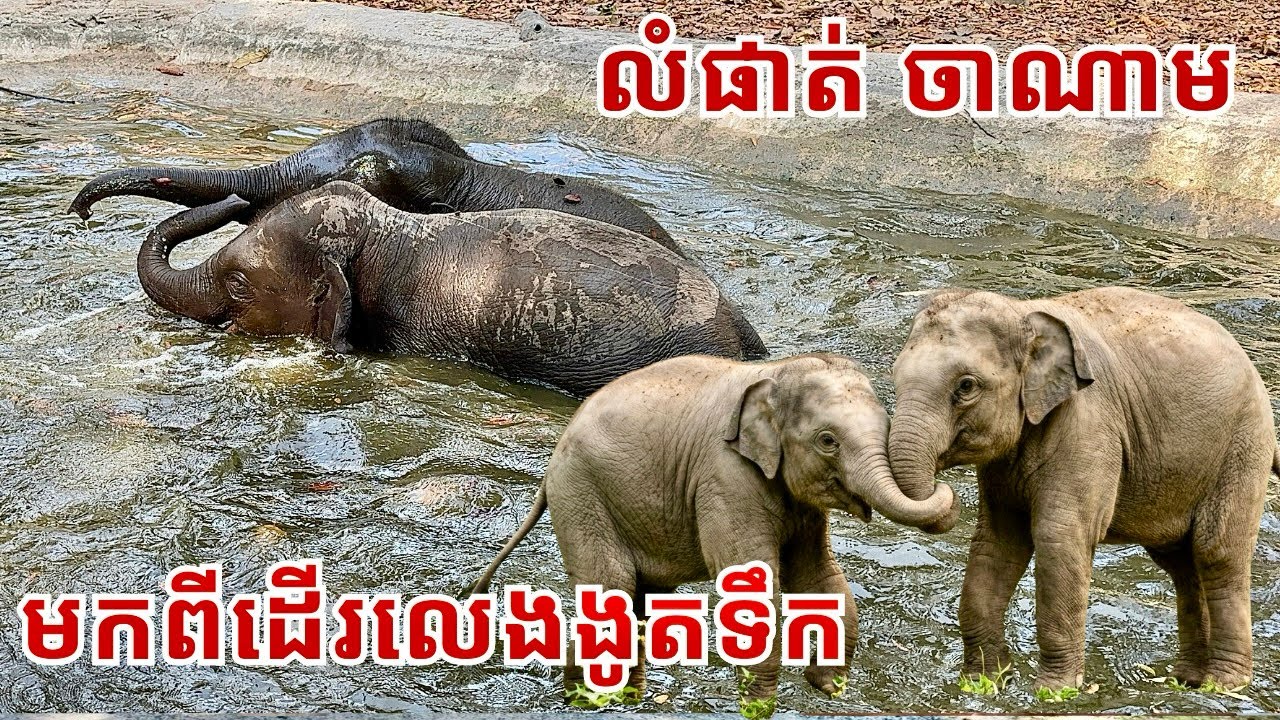 Baby Elephants Lumphat & Chanam’s Joyful Water Play After a Long Forest Walk! 🐘💦
