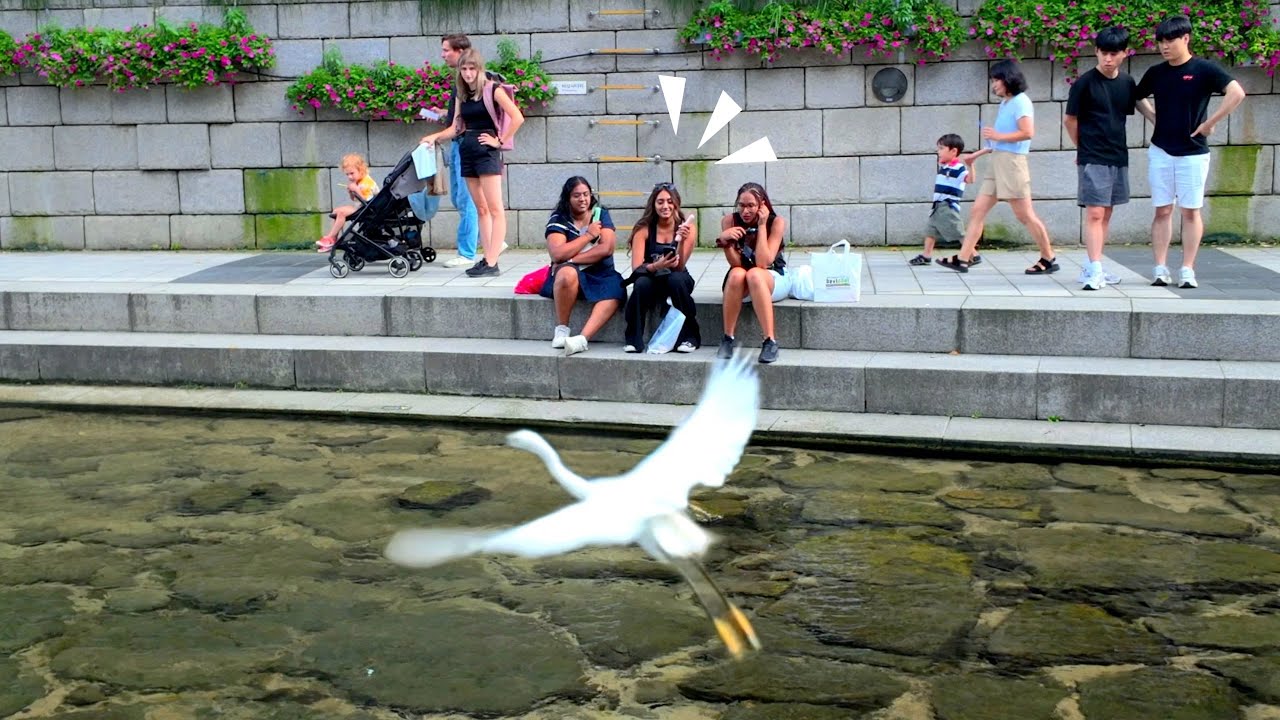 청계천 백로 왜가리 인기경쟁 | Cheonggyecheon Egret & Heron Popularity Contest