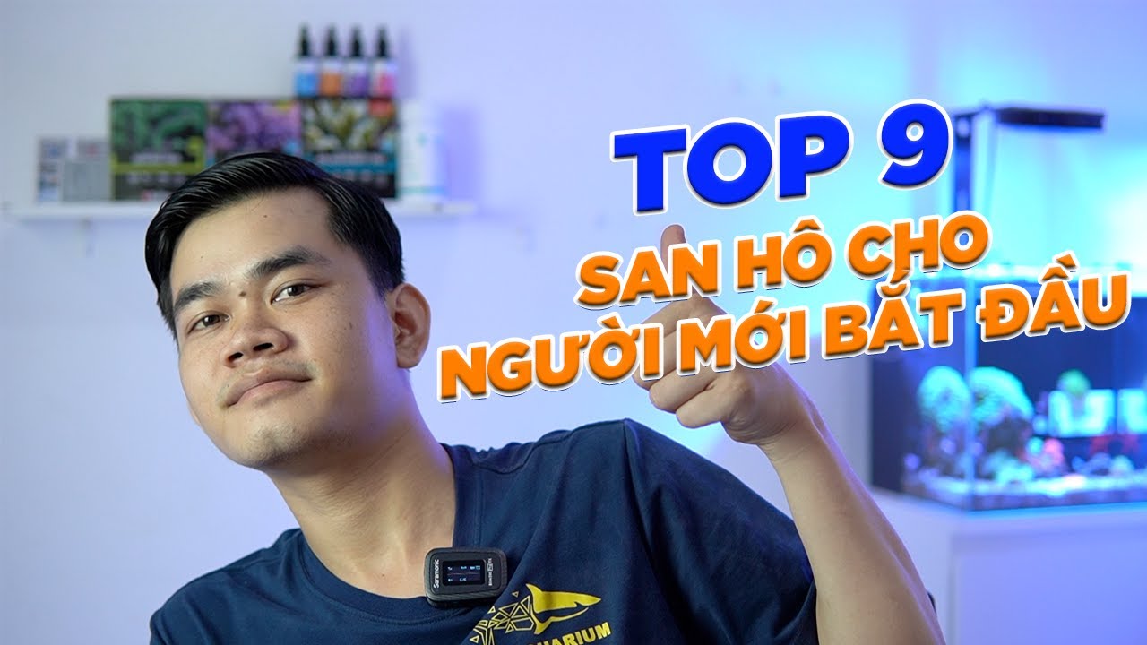 Top 9 loại san hô cho người mới bắt đầu?