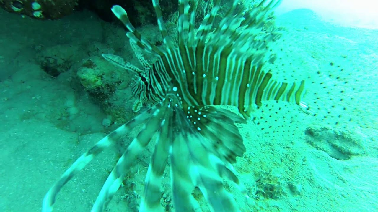 Potápění-Marsa Alam_Egypt_Rudé moře