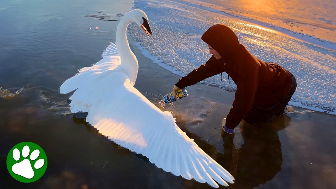 Saving a Swan Frozen Stuck in the Ice