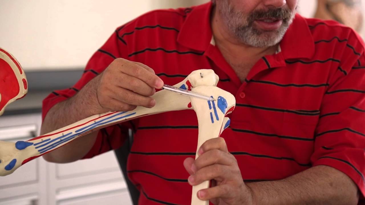 العضلة الخياطية | د.محمود يوسف
