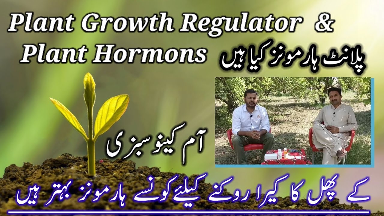 پلانٹ ہارمونز کیا ہیں  | Plant Growth Regulators and Plant Hormones | PGR Application Methods