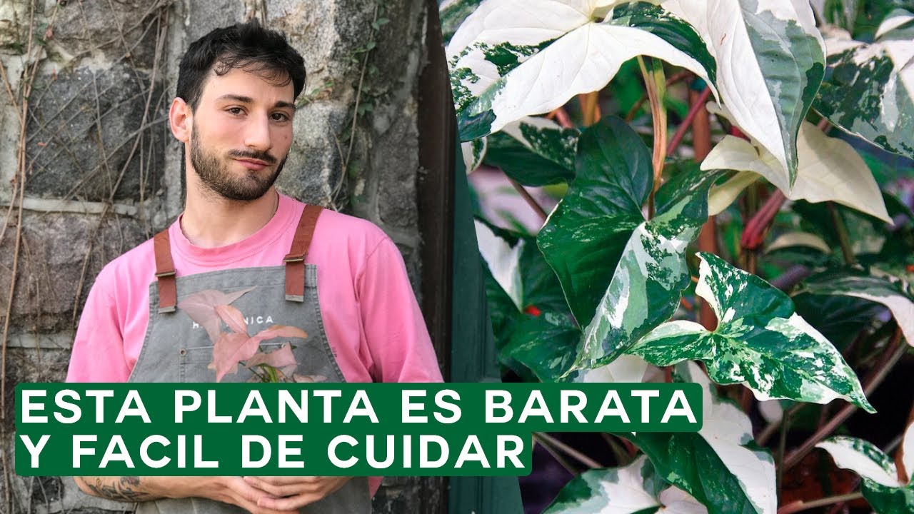 Cuidados del syngonium, riego, luz y como hacer que de hojas grandes!
