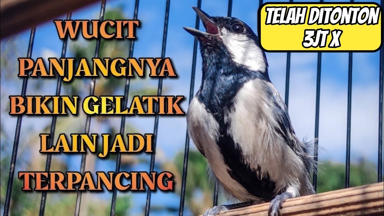 GELATIK BATU GACOR | WUCIT PANJANGNYA BIKIN GELATIK LAIN JADI TERPANCING UNTUK IKUT BUNYI 2JT VIEW
