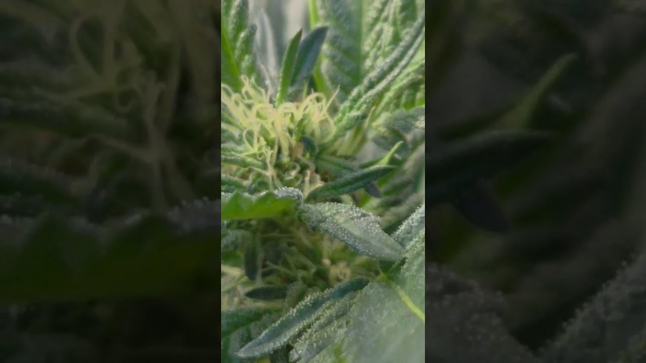 Humboldt Seed Company Pheno Hunter seed. Biscotti x Gelato. 3 weeks in and already getting frosty.