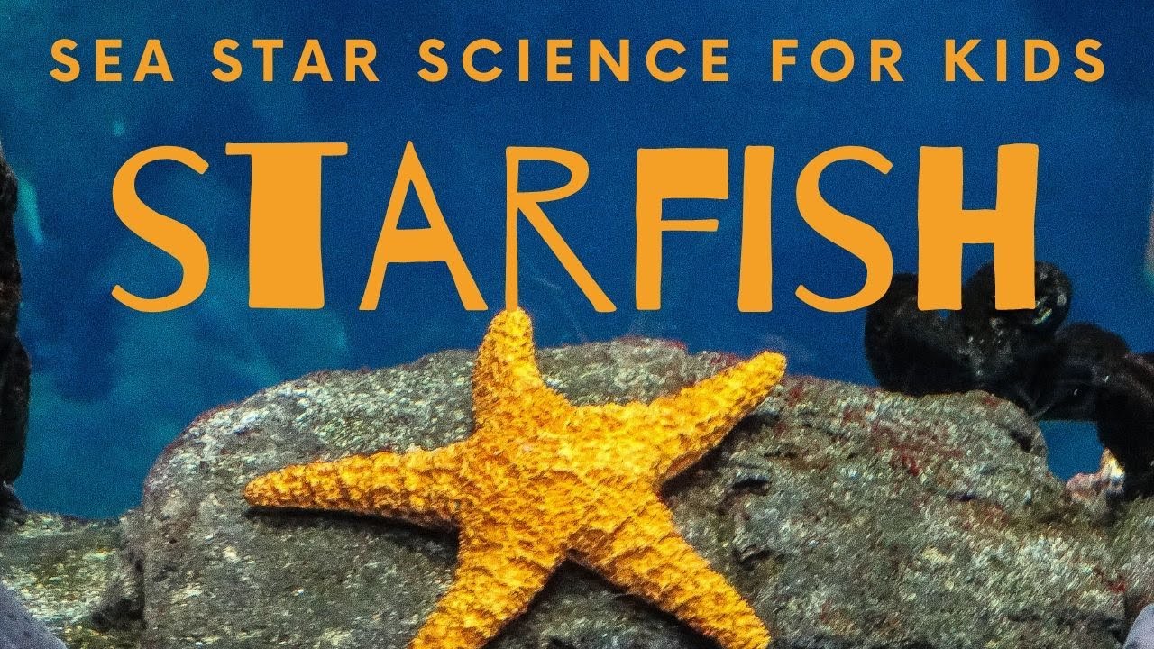 Starfish - 10 Cool Sea Stars for Kids Science