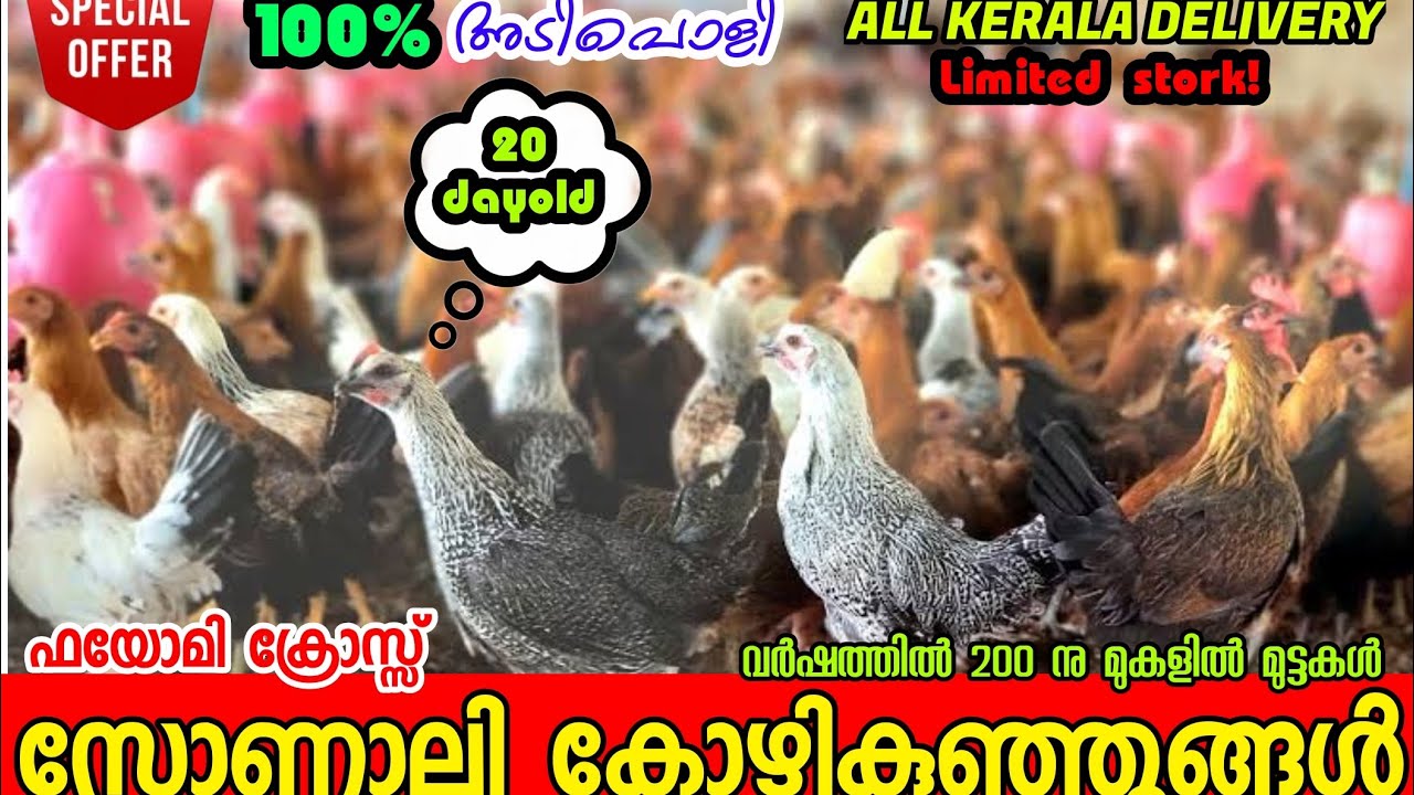 sonali ഇവയെ പറ്റി അറിയാമോ 👌ഫായോമി ക്രോസ്സ് ❤️❤️❤️#kerala #farming #poultry #transportation
