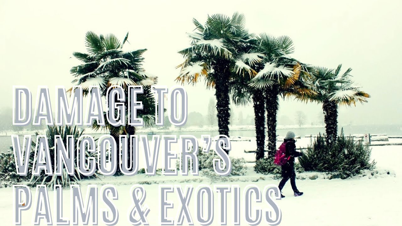Visible Damage Showing on Vancouver’s Palms and Exotics Following Deep Freeze.
