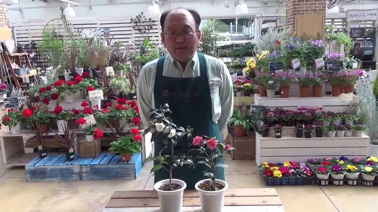 ツバキの育て方・日常管理