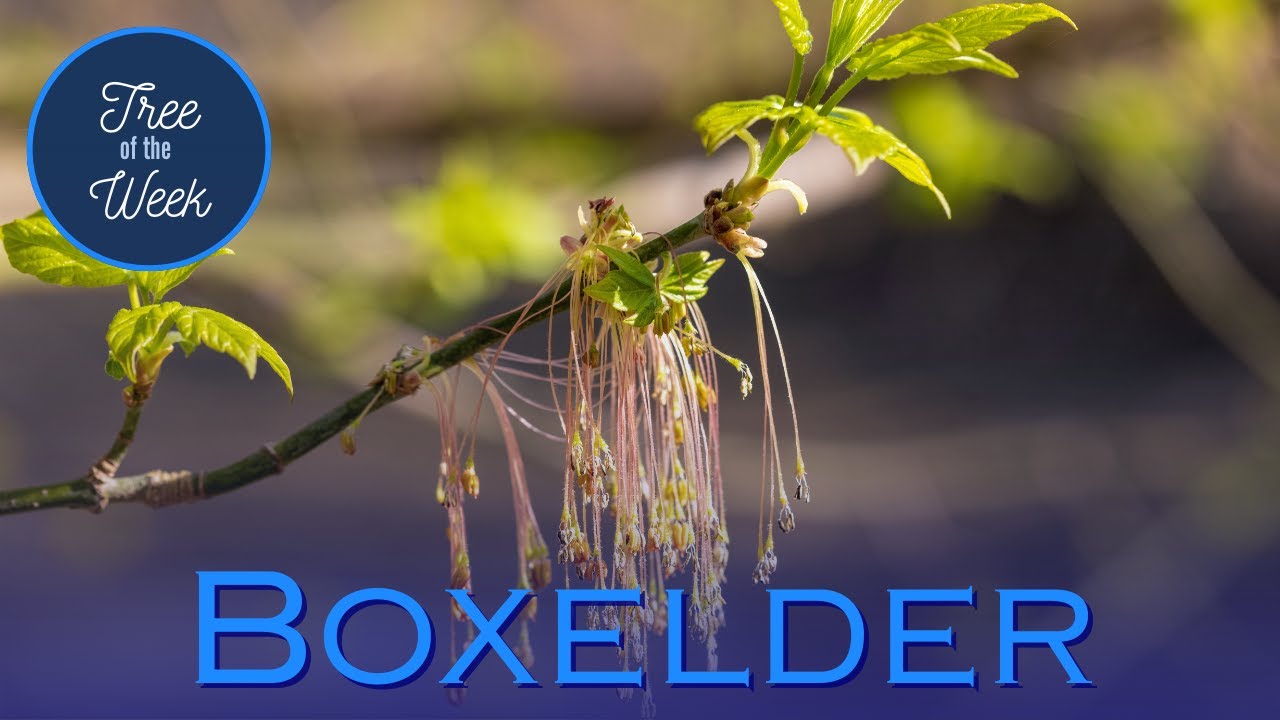 Tree of the Week: Boxelder