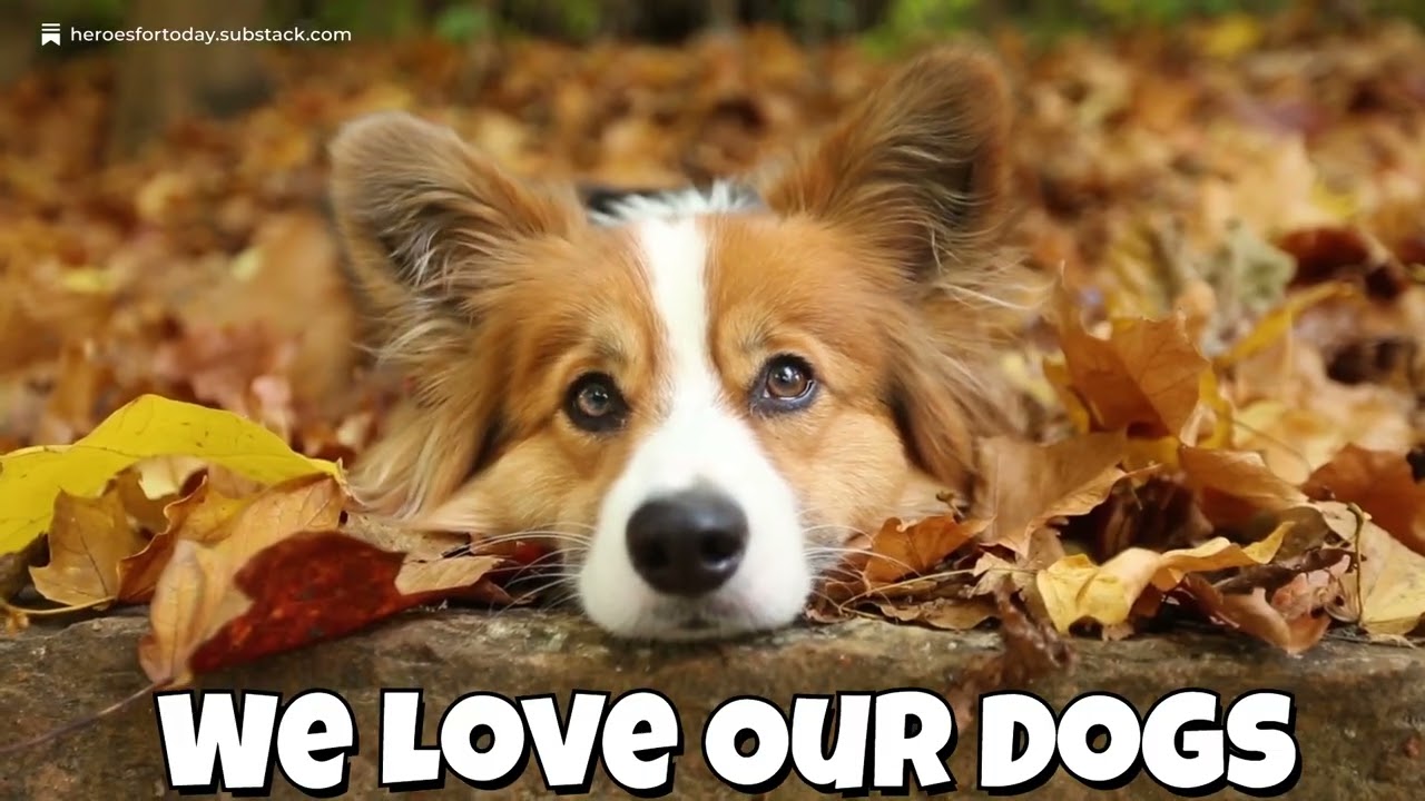 We Love Our Dogs - A Country Song