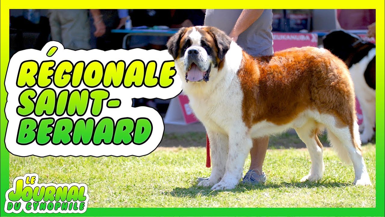 Actus : Régionale d'élevage du Saint Bernard
