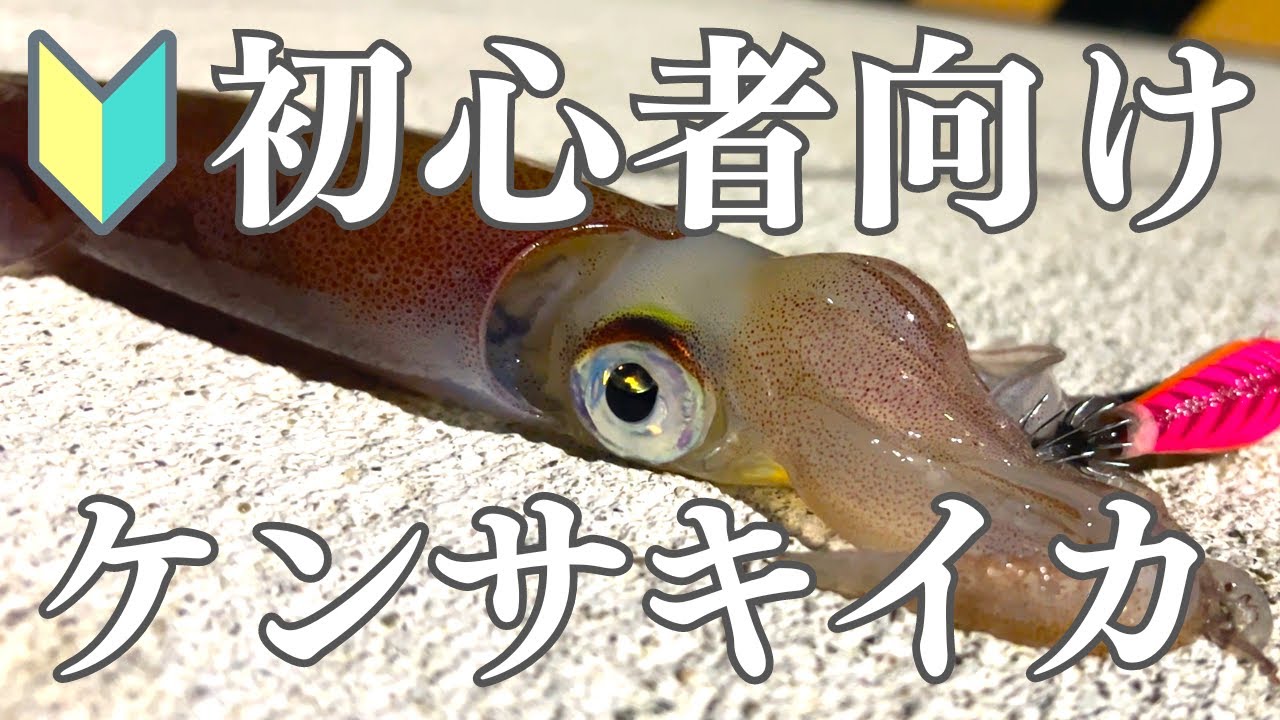 【保存版】初心者の妻がケンサキイカの釣り方を猛勉強！本当に釣れるのか実践してみました。