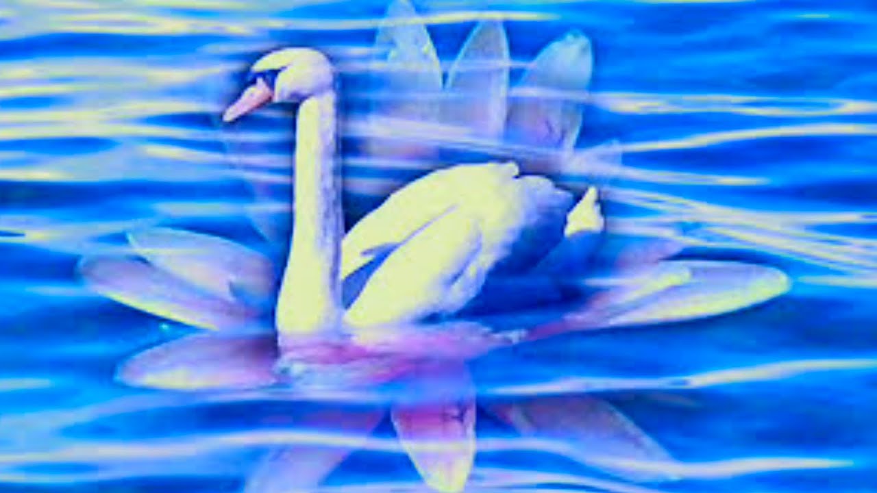 Si(cy)gnus Swan Song