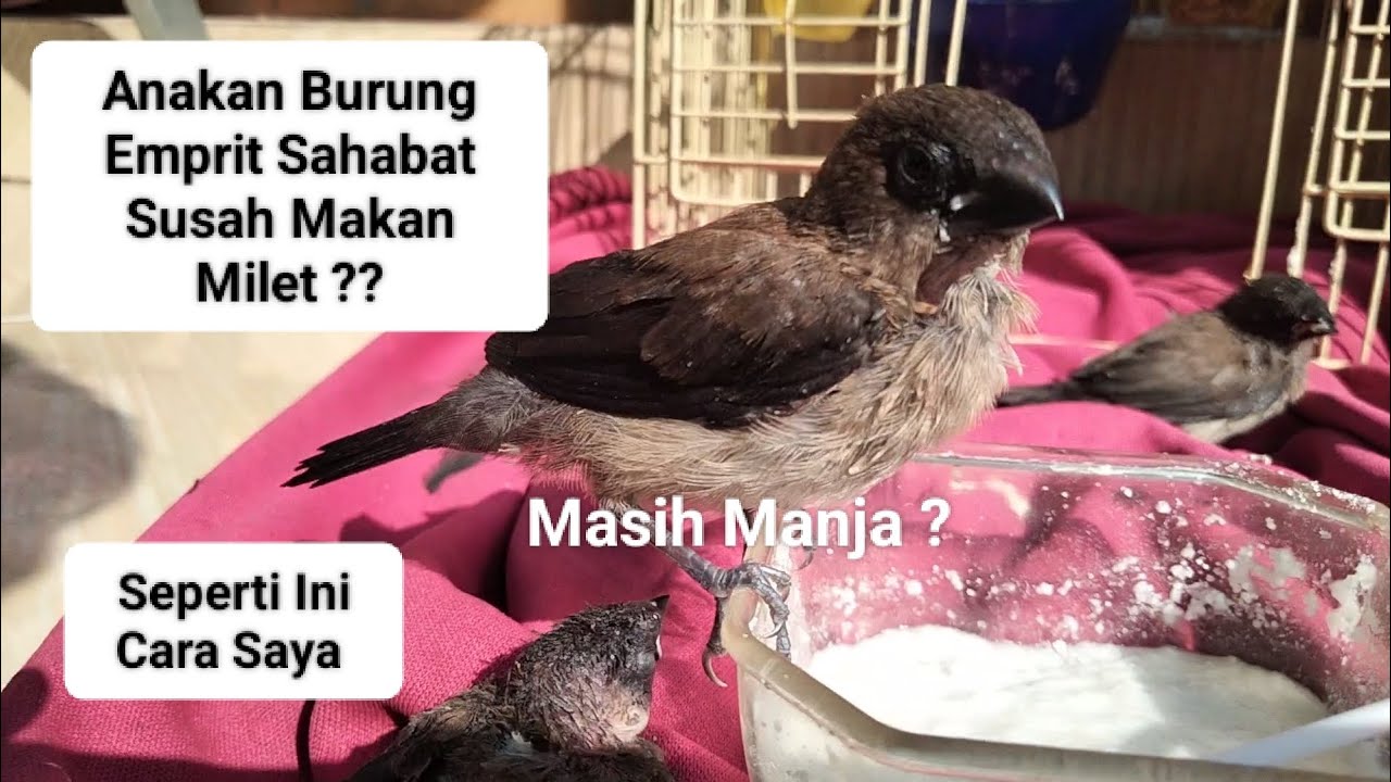 Tips Agar Anak BURUNG EMPRIT Cepat Mandiri Dan Mau Makan Milet