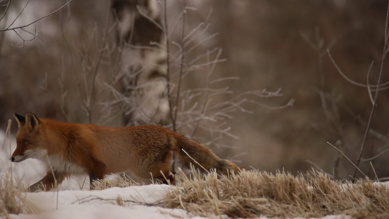 Red Fox walks towards you