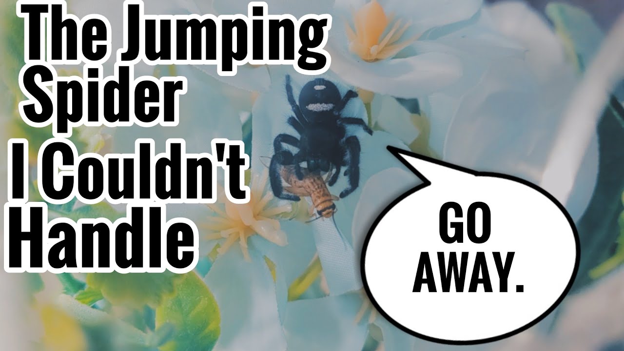How to (Not) Handle a Jumping Spider - The Problem with Front Opening Enclosures