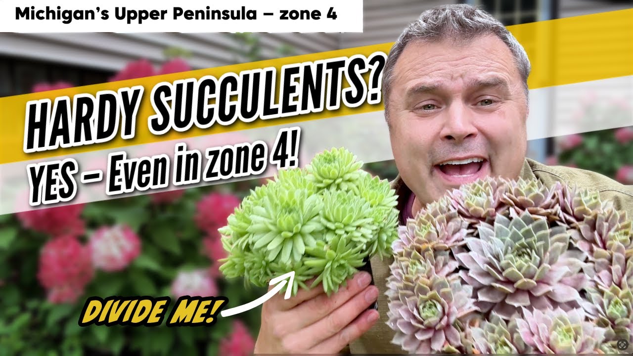 Myślisz, że sukulenty nie przetrwają w Strefie 4? Poznaj Sempervivum