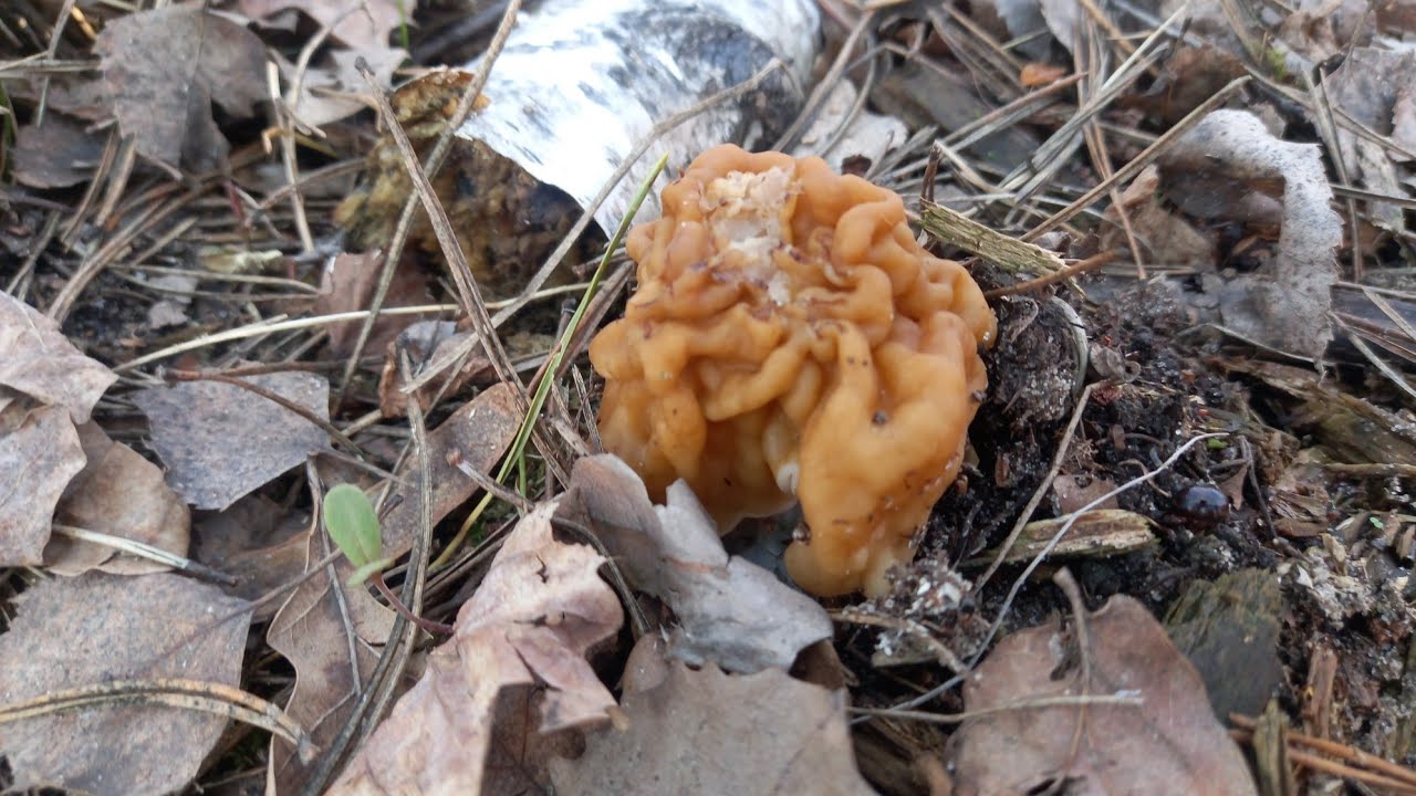 ❗Первые весенние грибы 🍄 Грибное ассорти в начале апреля 🍄 Курская область 03.04.2025 г.❗