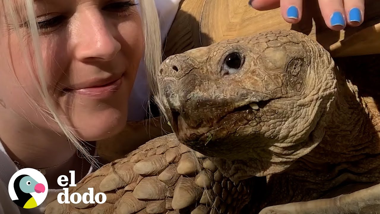 Tortuga de 80 kilos es el rey de su casa | El Dodo