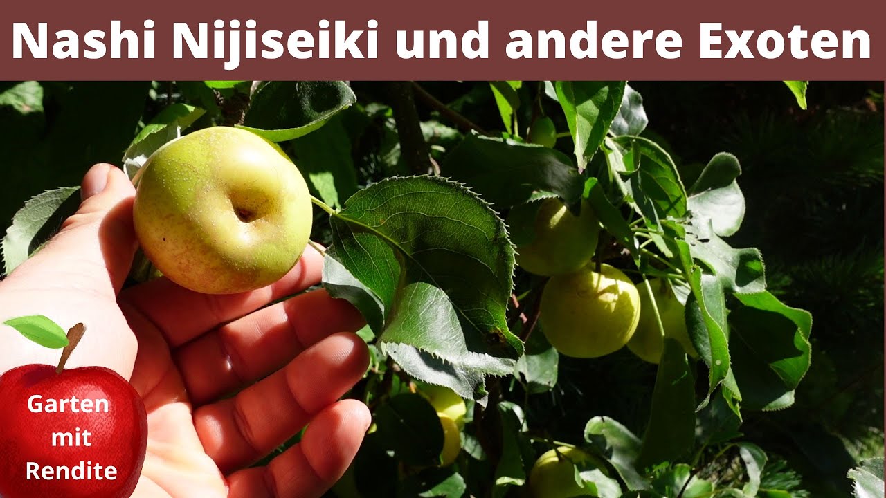 Nashibirne Nijiseiki und andere Obst Exoten im Garten vorgestellt