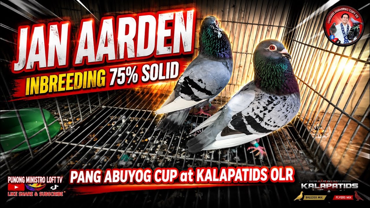 EP1264 NAPAKA SOLID NITO JAN AARDEN INBREEDING!