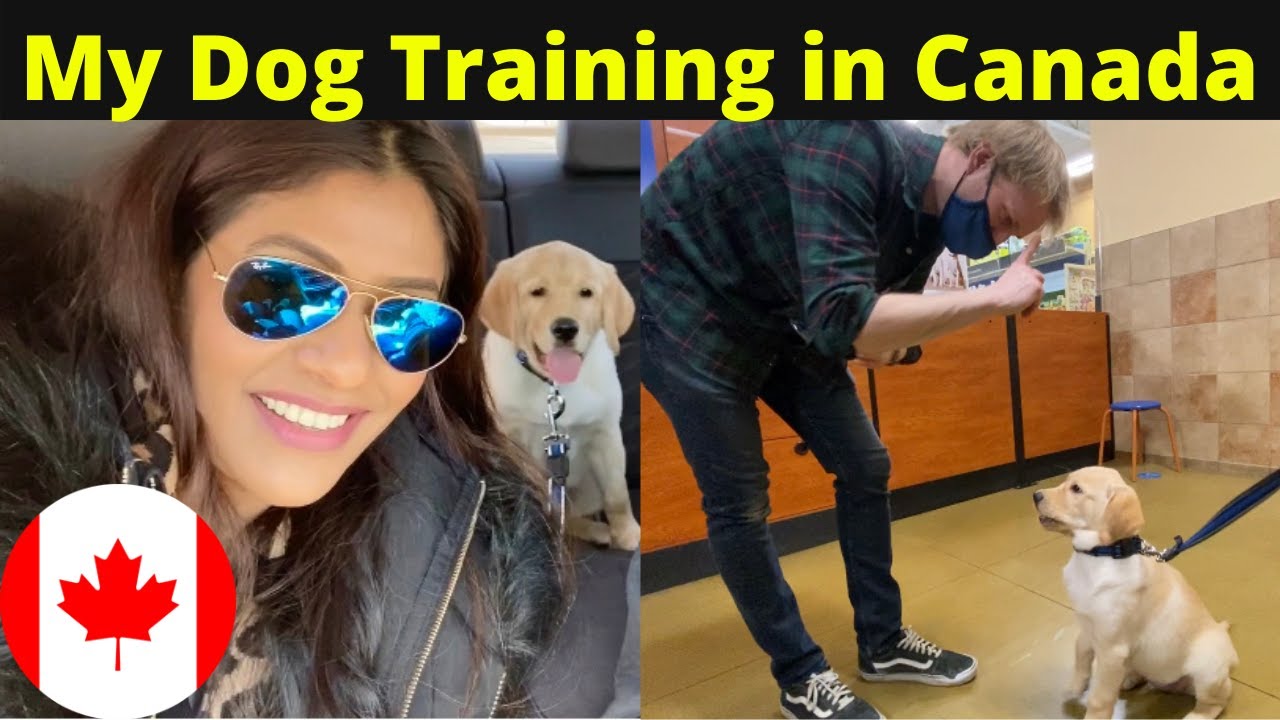 Lab Training for 12 Weeks Puppy in Canada