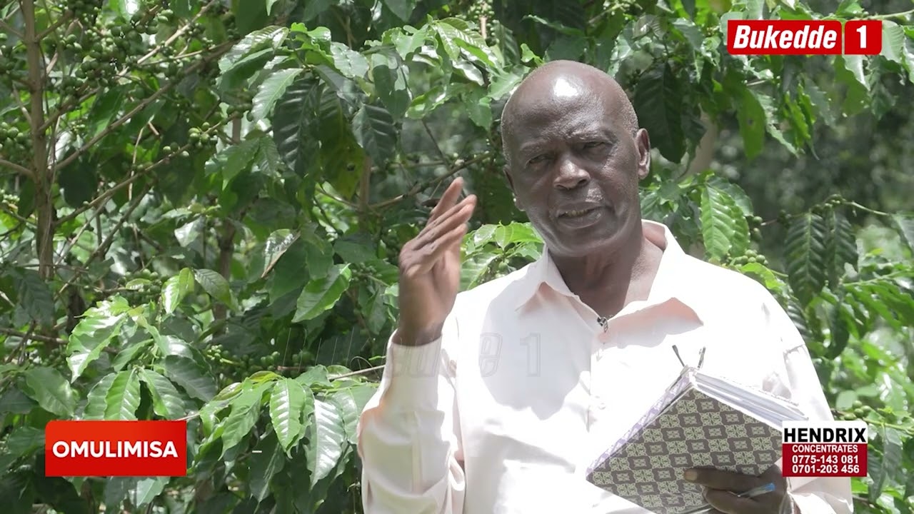 Omulimisa Ekika kyemmwaanyi ya Arabika omupya  kato abala nnyo  n'empeke  nnene ate egumira embeera