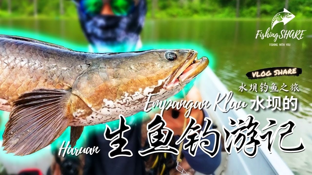 【FishingShare】EMPANGAN KLAU水坝的生鱼钓游记！水坝钓鱼之旅| HARUAN FISHING TRIP IN EMPANGAN KLAU