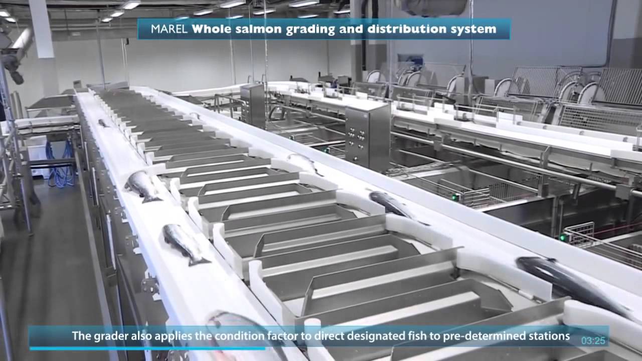 Производство охлажденной семги. Fish processing. Salmo salar