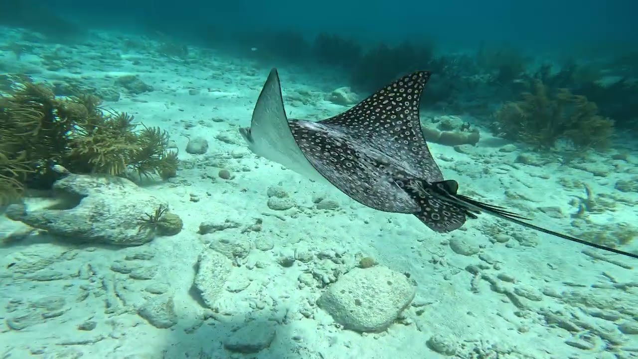 Bonaire Day 1 in the books, did not disappoint
